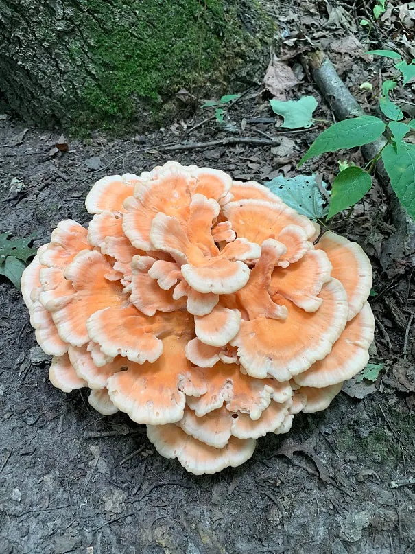 Chicken of the Woods L Cincinnatus