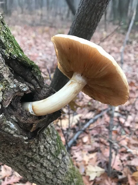 Elm Mushroom, Wisconsin