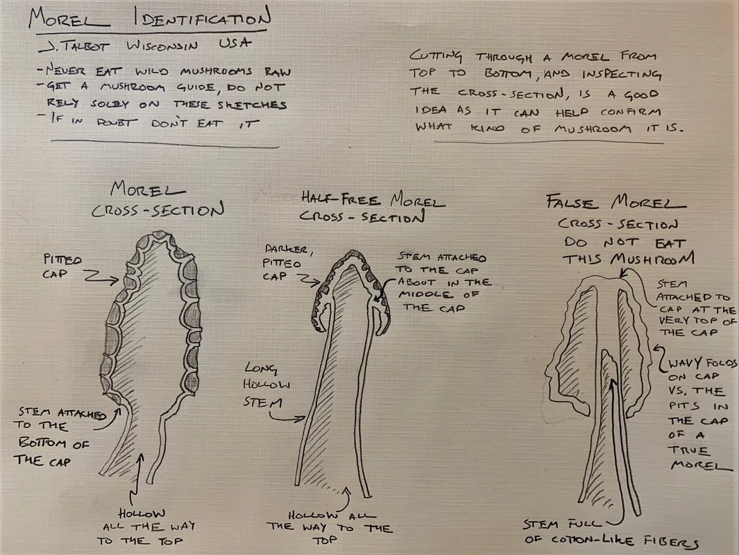 False Morel, Morel Cross Section