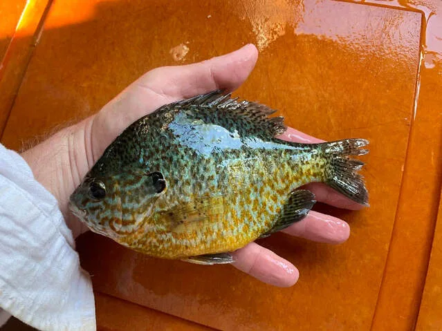 Pumpkinseed Sunfish , Wisconsin