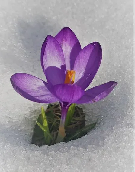 Crocus in the snow