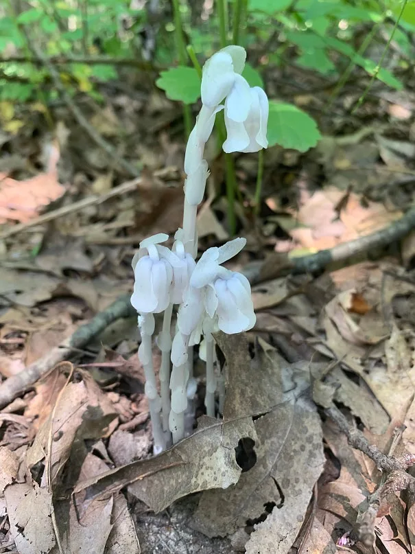 Indian Pipe Plant