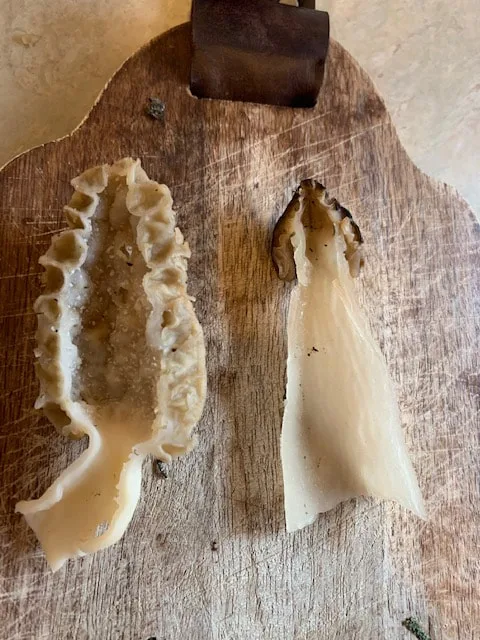 Morel Cross Section