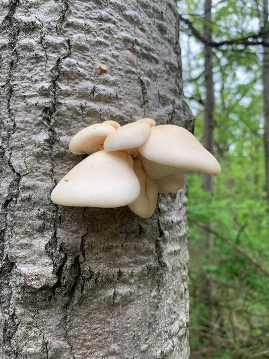 Aspen Oyster Mushrooms