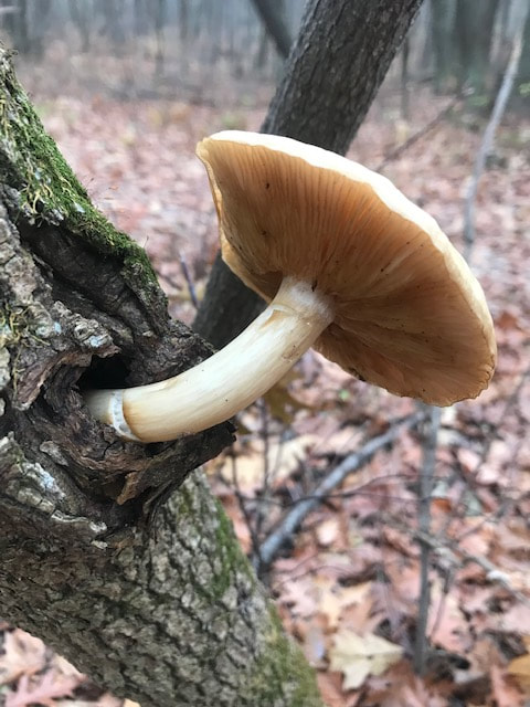 Elm Mushroom, Wisconsin