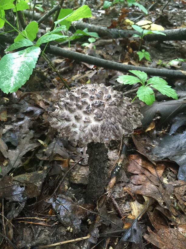 Old Man of the Woods in Wisconsin